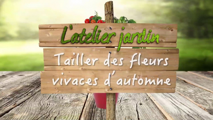 Comment tailler les vivaces d'automne ?