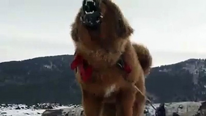 Lion Dog Tibetan Mastiff Angry Barking Video