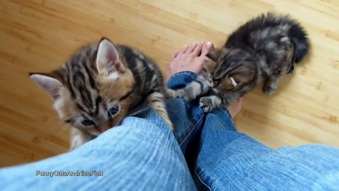 Cute Kittens Climbing a Leg | Funny Cats