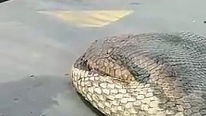 Découverte dun énorme serpent aux mensurations impressionnantes - vidéo dailymotion [480]