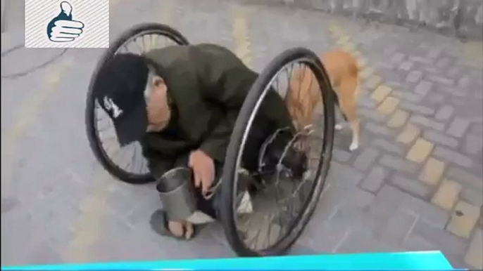 Guardate cosa fa questo cane per il suo padrone disabile: commovente!