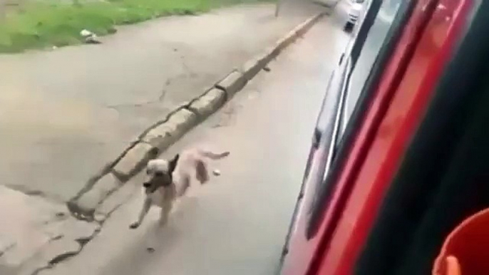 Questo cane segue fino in ospedale l'ambulanza con il padrone ferito!