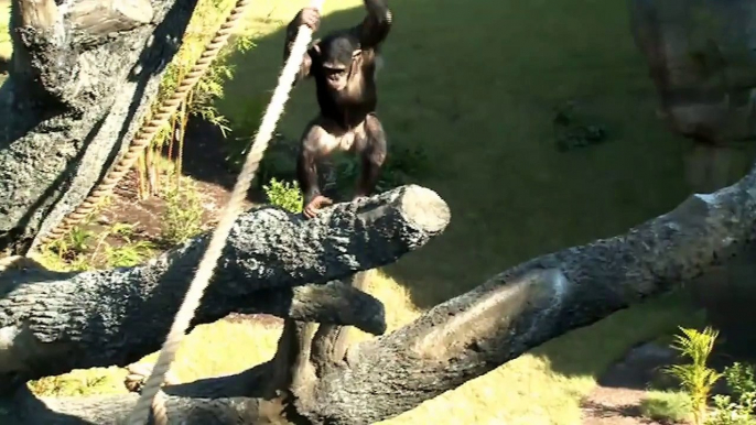 Orphaned Chimp Adopted By Expectant Mother Chimpanzee In Australian Zoo