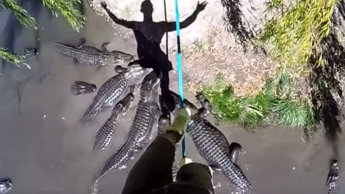 Brave Man Walks On A Rope Over A Swamp Filled With Alligators