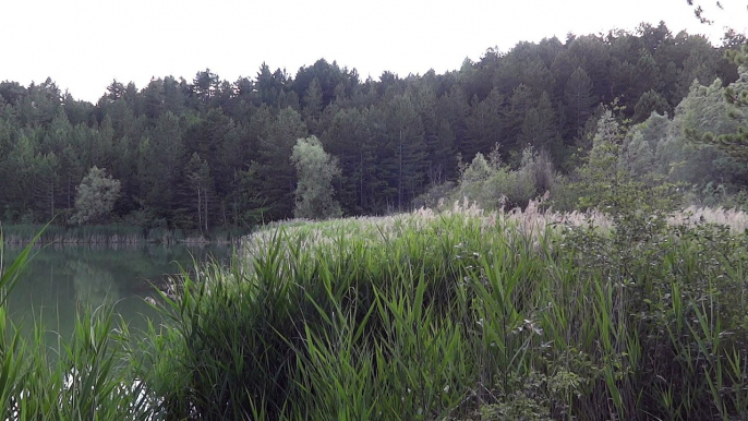 Chants d'oiseaux aux Bouchards. (2)