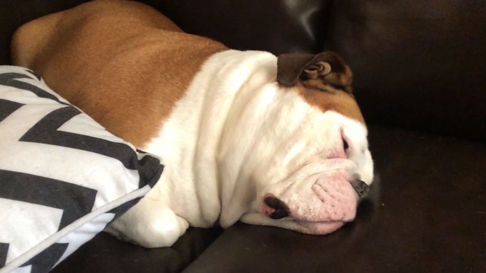 Adorable Bulldog Snores While Sleeping