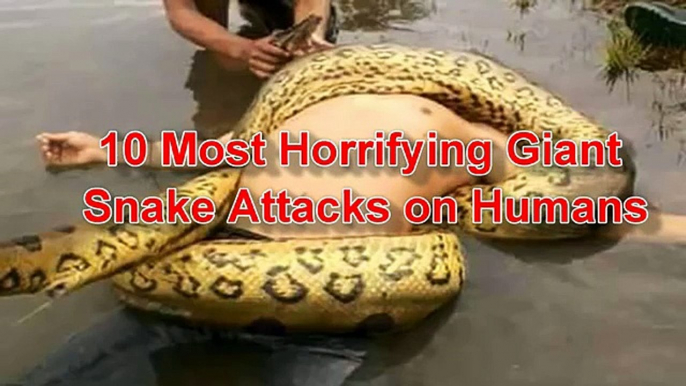 Biggest Anaconda Snake Attacks Man Caught On Tape Whatsapp Video