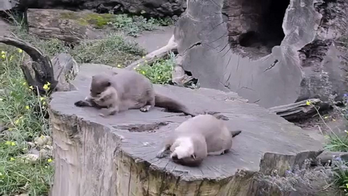 Otter plaisir à jouer. Otters drôles