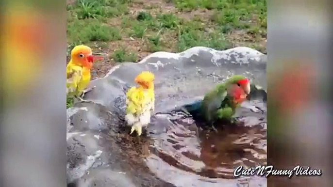 Tratamientos de Agua loros. Loros divertidos bañan