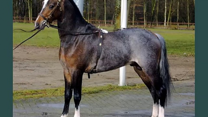 horse Hackney | Horse picture collection of breed Hackney