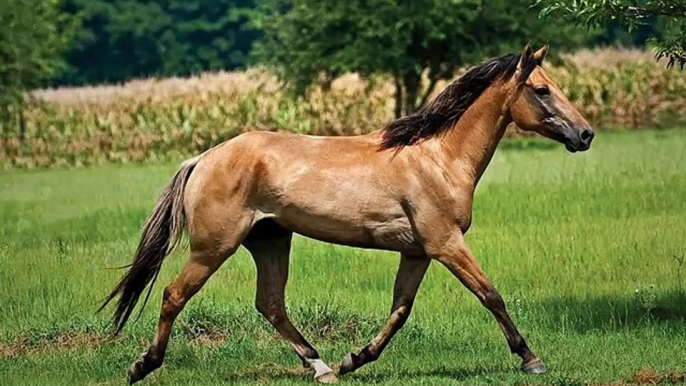horse Marsh Tacky | picture idea of horse breed Marsh Tacky