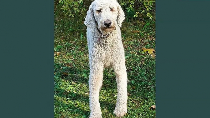 Standard Poodle Dogs | dog breed Standard Poodle picture collection ideas