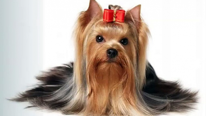 Yorkshire Terrier Dogs | dog breed Yorkshire Terrier picture collection ideas