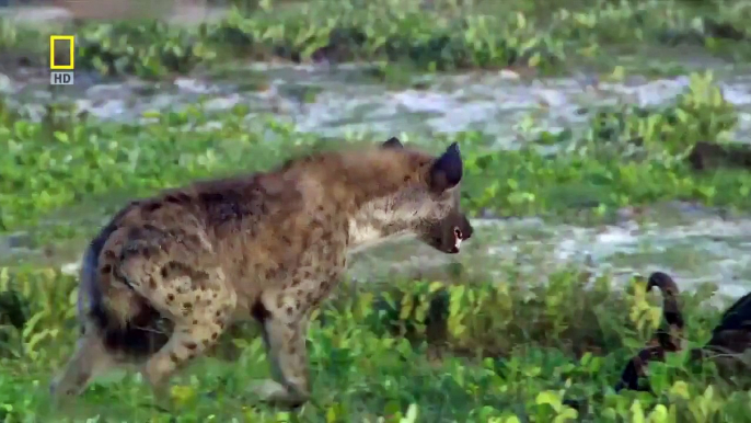 Wild Animal Documentary The Last Lioness NEW+ Nature Documentary