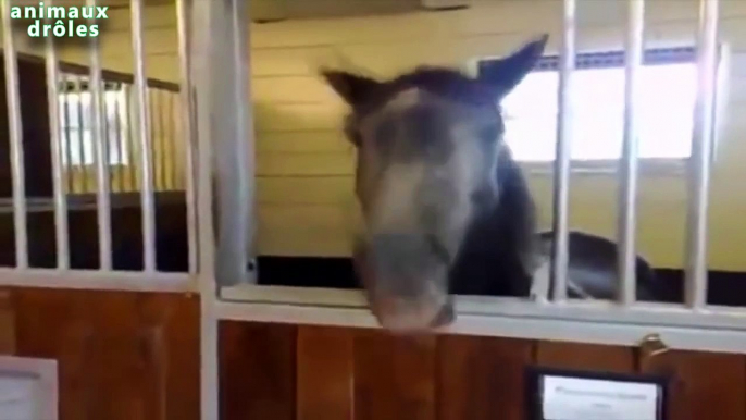 ᴴ ᴰChevaux Bouche péter Drôle Faire drôles bruits de bouche de chevaux