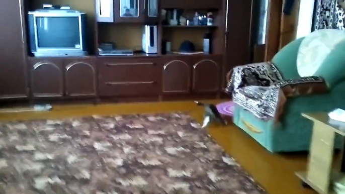 Gato Juega Como Perro! ★ Gato divertido gato chistoso gato tierno loco risa humor_2