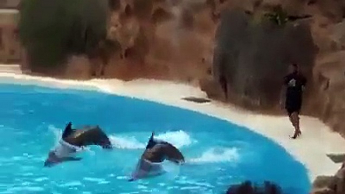 Surprised and Amazing Dolphins Show