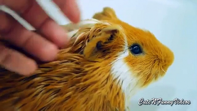 From life guinea pigs. Cute guinea pigs