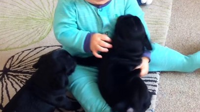 Two puppies hugs and kisses laughing Baby! Ooowww...