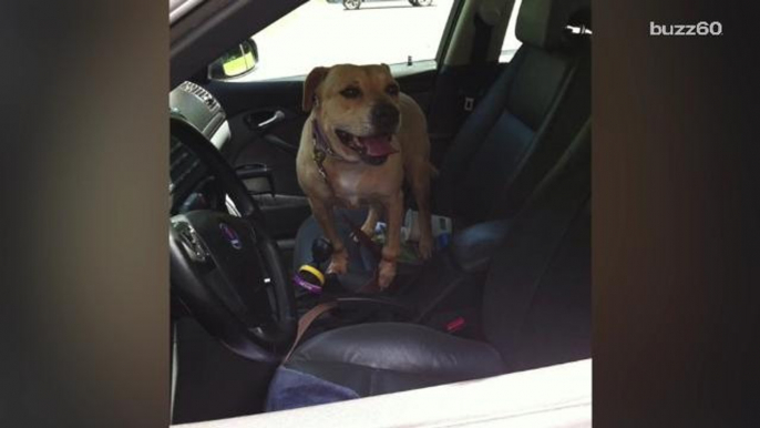 Senior shelter dog gets practice car rides so she can feel what it's like to be adopted