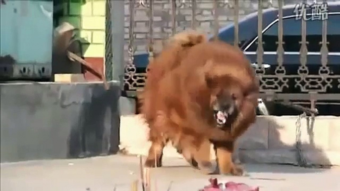 Lion Dog Tibetan mastiff _ බලු සිංහයා US $1.5 Million DOG