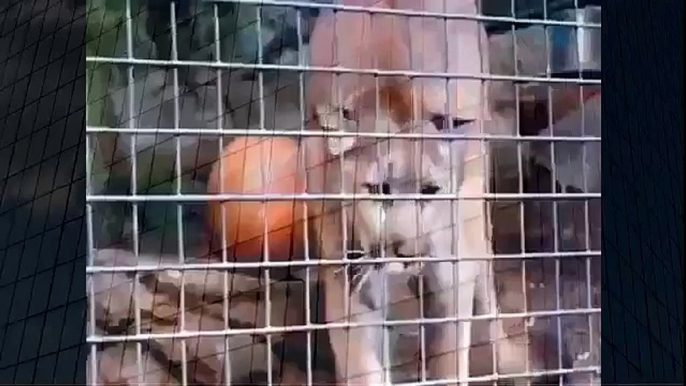 Mountain Lion Ready To Attack Best Wild Animal Videos   Animal Attacks And Loves when animals attack