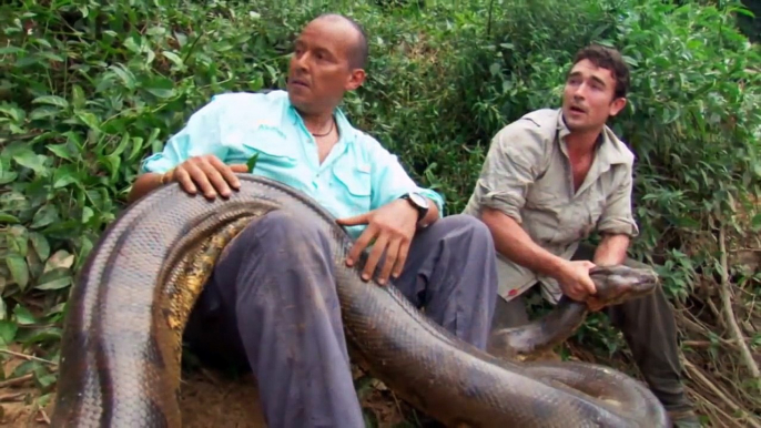 Giant Anaconda - The largest snake in the world