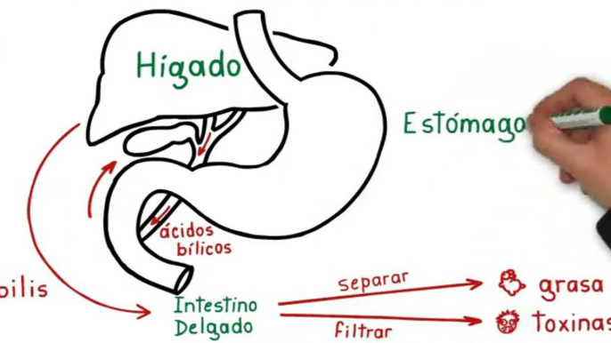 Factor Quema Grasa - Como Bajar de Peso - Perder Peso Naturalmente