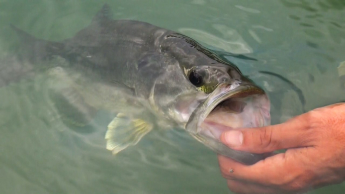 Black-Bass en Béarn Pyrénées Pays Basque