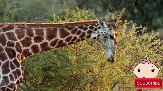 Learn Wild African Animals | Giraffe, Rhino, Lion | Educational Childrens Video Compilati