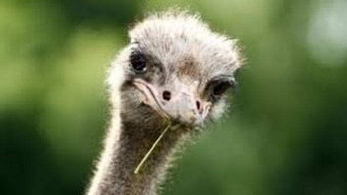 Wildlife Documentary: African Ostrich (Ostrich Documentary)