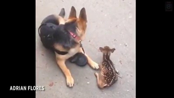 German Shepherd Brings Back Unlikely New Friend