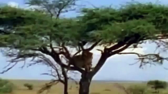 Documental de Leones en Africa Salvaje | Documentales National Geographic Español