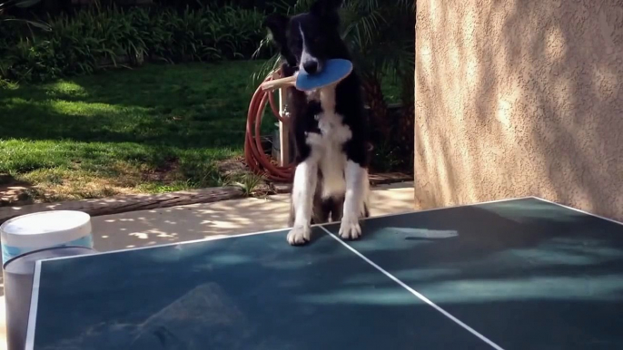 Ce chien joue au Ping pong mieux que beaucoup d'entre nous!