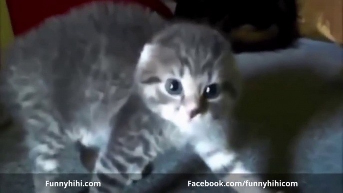 FUNNY VIDEOS Funny cats Funny animals Best Funny Cat Videos 2015