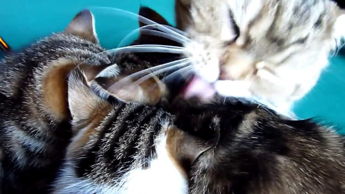 Cutest Cat Moments. Purrfect Cats Choir. Cat meowing and purring