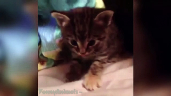 Top 10 Kitten Yawns - Cutest Kittens Yawns - Cat Fails - Lovely Cat Compilation HD 2015