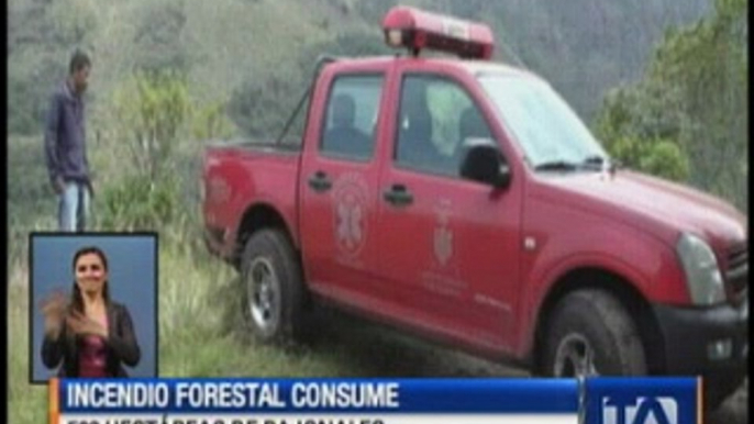 Incendio forestal consumió 500 hectáreas de pajonales