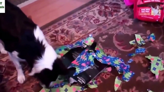 Funny Animal - Dogs Opening Christmas Presents Compilation