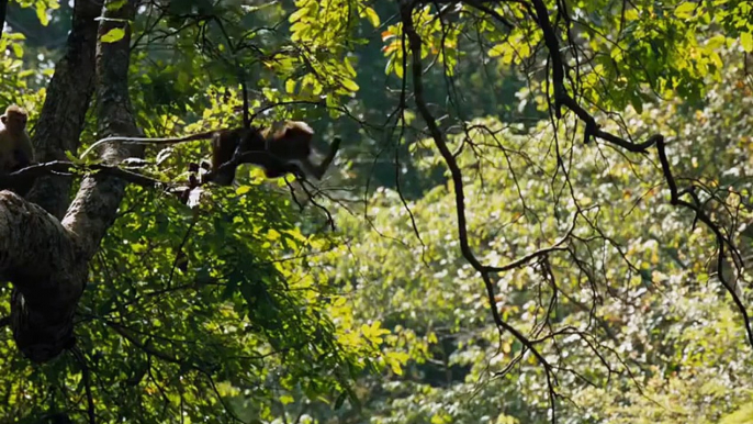 Au Royaume des Singes Bande-annonce VO