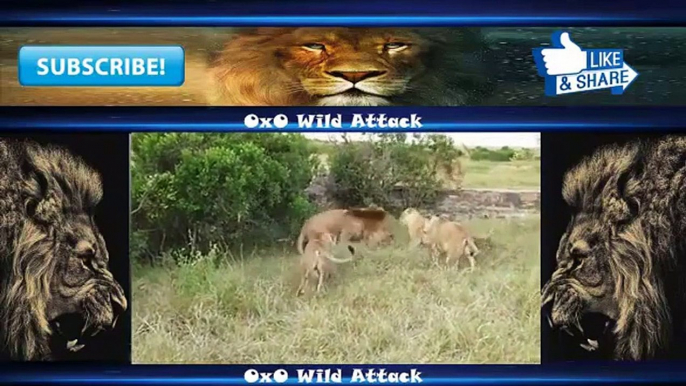 Animal Fights - Animal Wild Attack - Lion vs Tiger vs Buffalo vs Hyena - Best Animal Fights