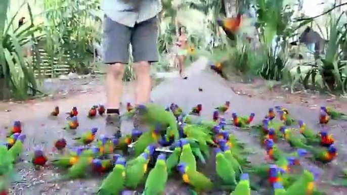 Muchos loros Lorikeet. Los turistas alimentan el Loro de Lorikeet