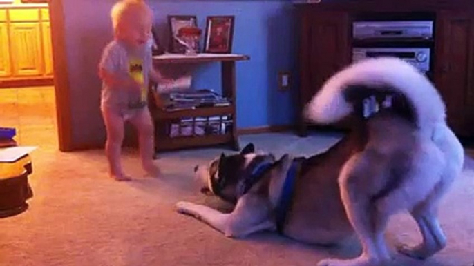 Baby and Husky, Deep in Conversation