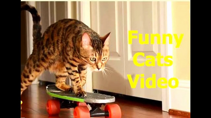 Funny Cats | Funny Cat Videos | Funny Dog Videos | Funny Animals Compilation 2015