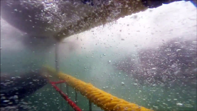 Un grand requin blanc attaque la cage de protection d'un plongeur... Dingue!