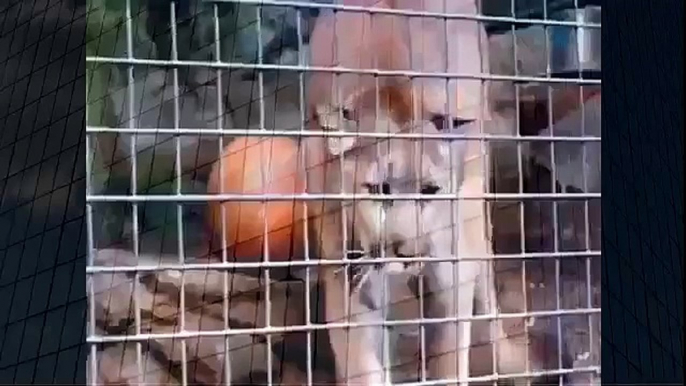 Mountain Lion Ready To Attack Best Wild Animal Videos   Animal Attacks And Loves when animals attack