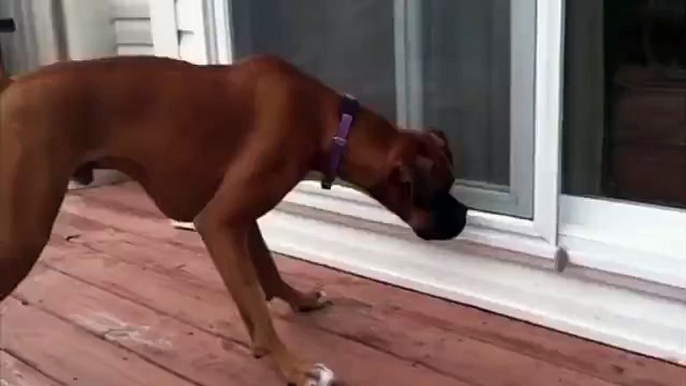 Cute dog scared by feather.. So funny pet!