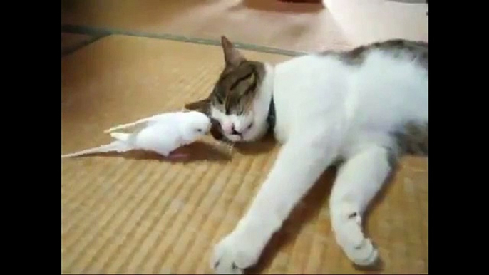funny videos | funny animals | funny images | funny quotes part 6