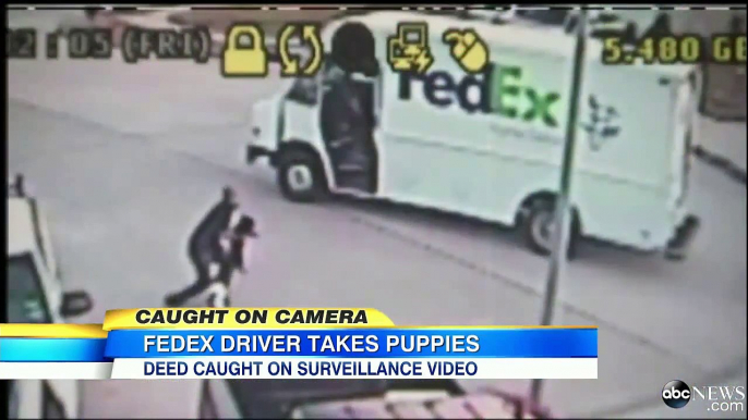 FedEx Driver Allegedly Dog naps a Pair of Puppies CCTV Footage