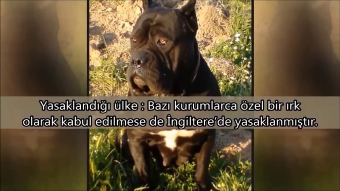 Yasaklanmış 10 Köpek Irkı